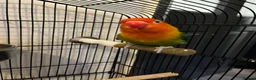 Lovebirds birds for sale: 2 lovebird pairs and cage for sale. in Brierley Hill - Advert 5
