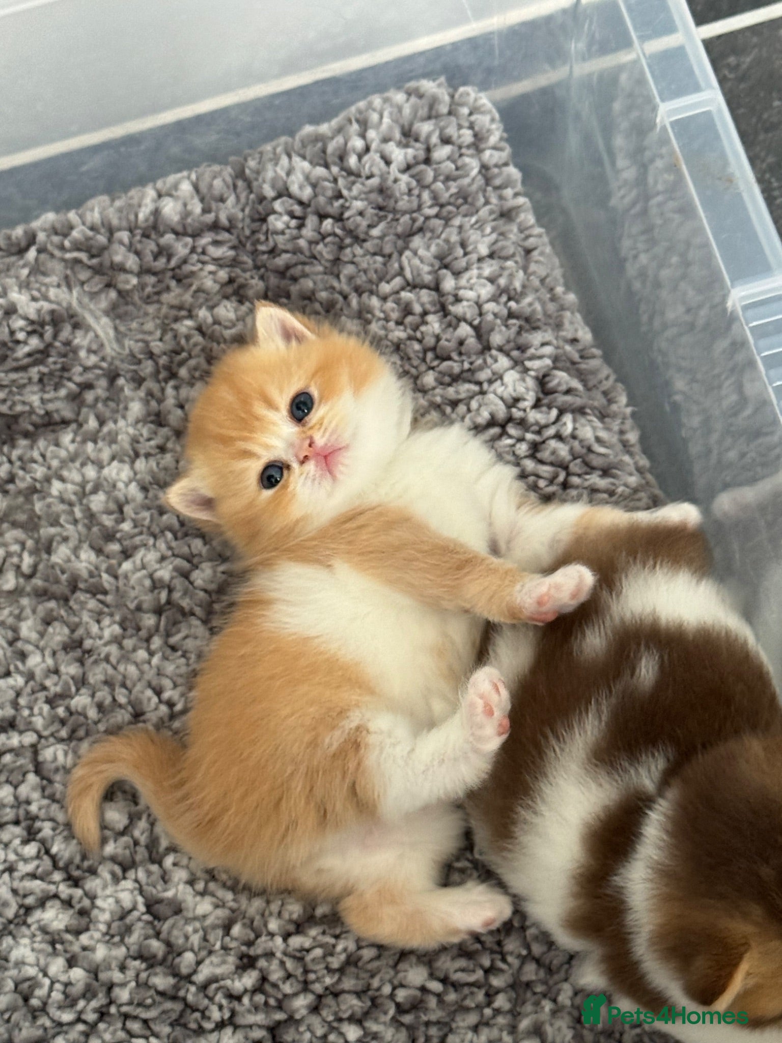 British Shorthair cats Stunning red bi colour gen ticked TICA reg (Sep ) - Advert 1