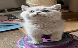 British Shorthair cats for sale: Gccf champion line rare fawn bsh kittens - Image 1