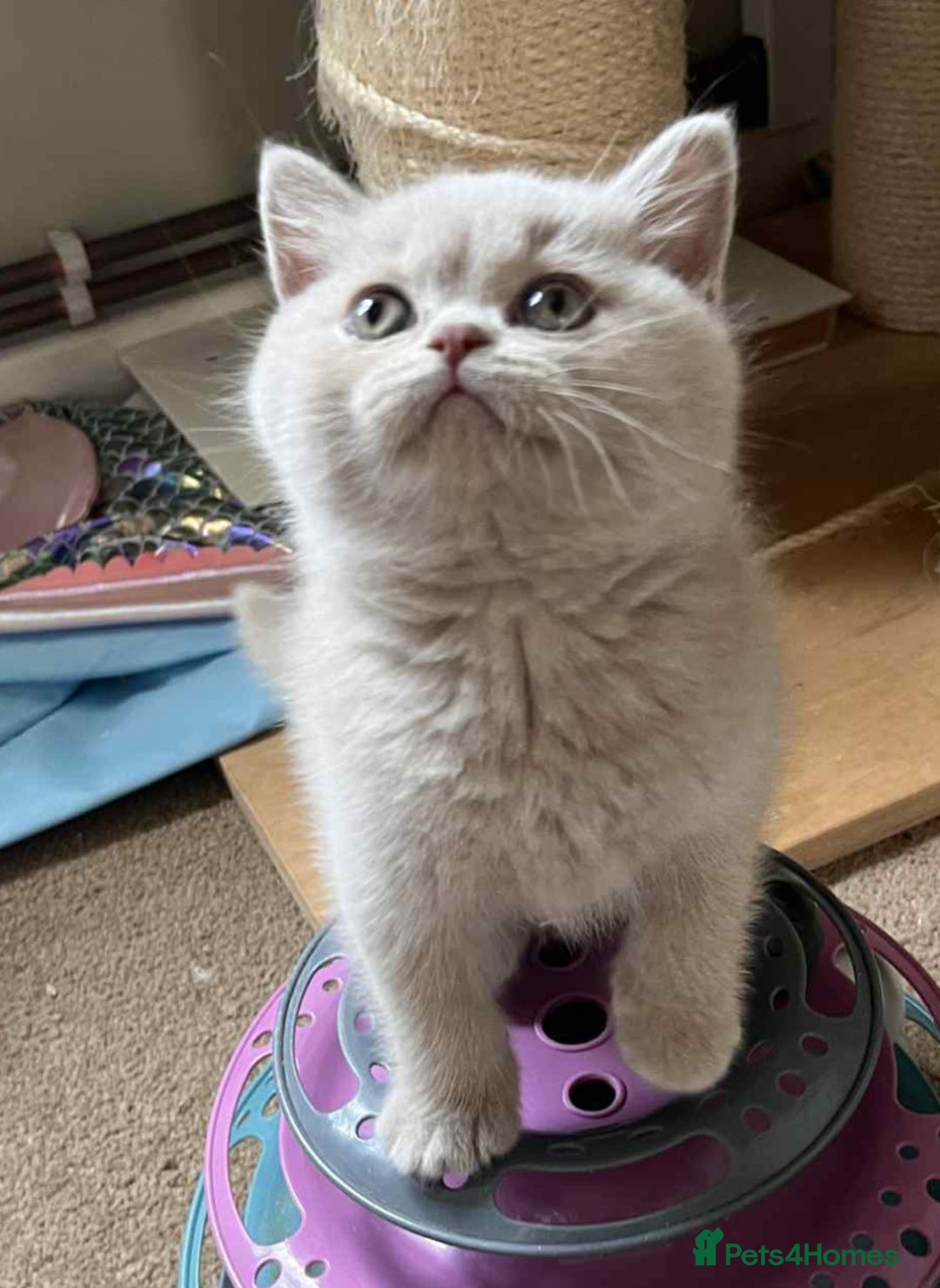 British Shorthair cats for sale: Gccf champion line rare fawn bsh kittens - Image 1