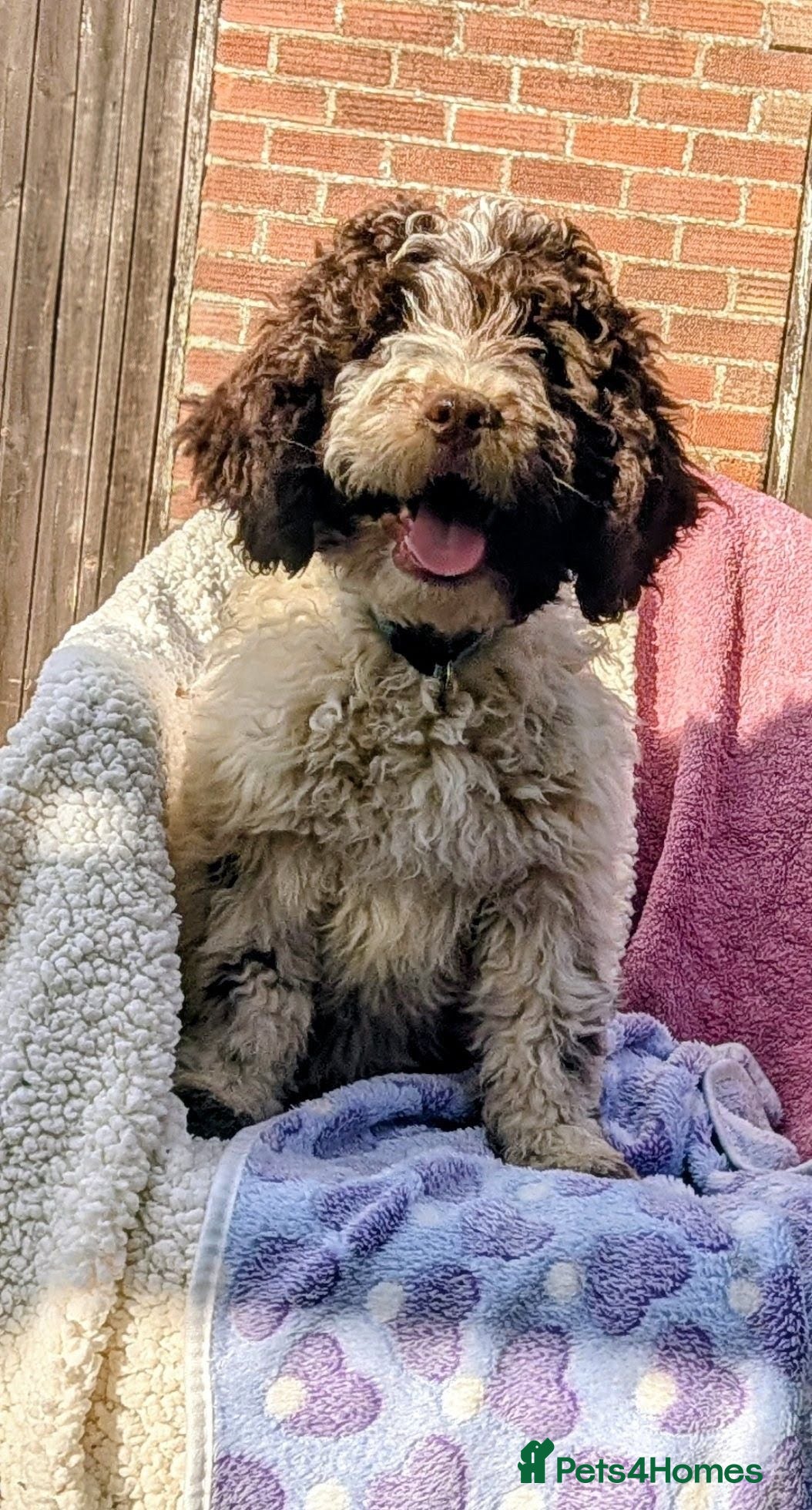 Spanish Water Dog dogs Spanish Water Dog - Advert 2