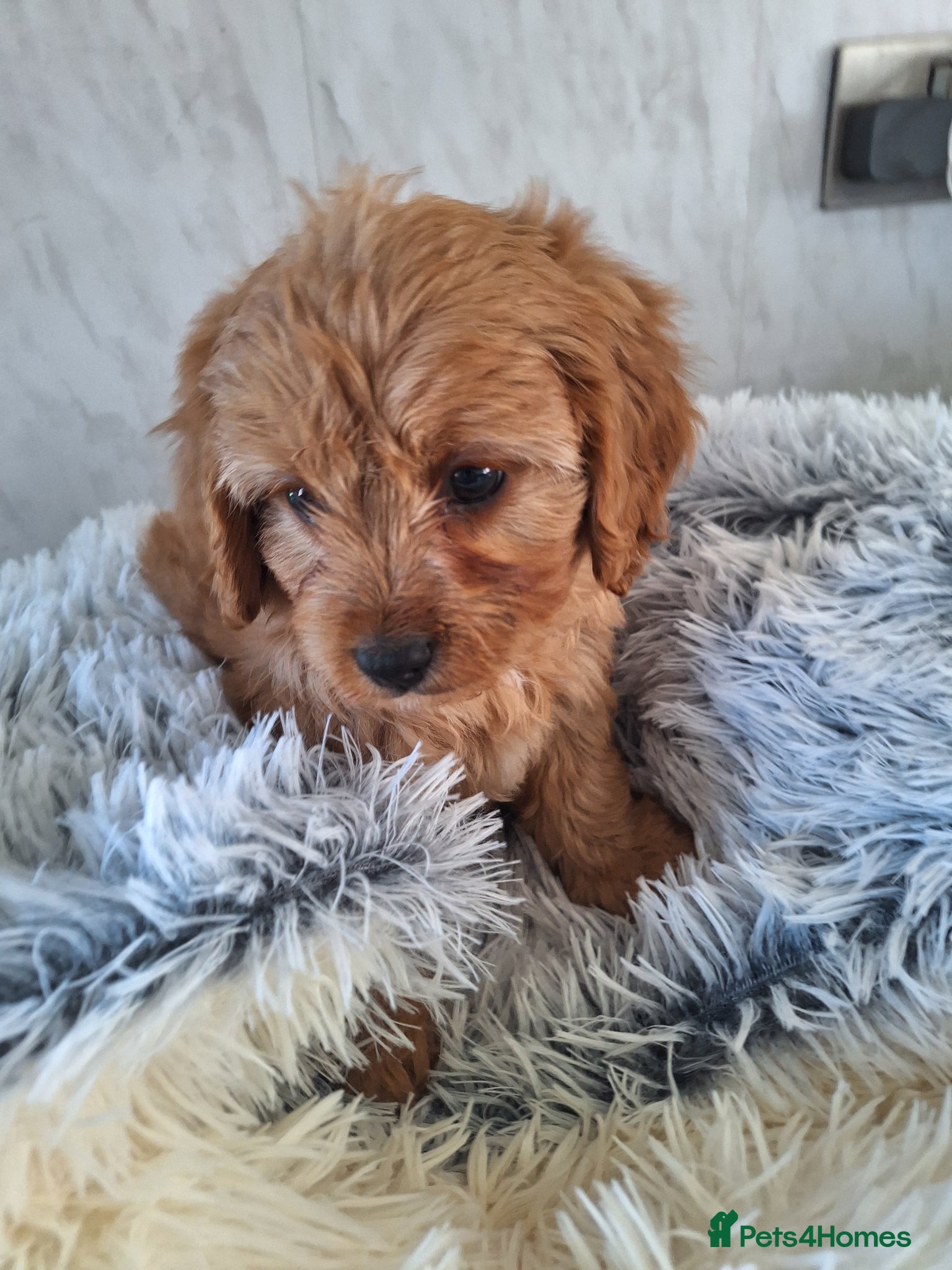 Cavapoo dogs F1 CAVAPOO PUPPIES  - Advert 7