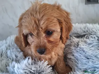 Cavapoo dogs F1 CAVAPOO PUPPIES - Advert 7