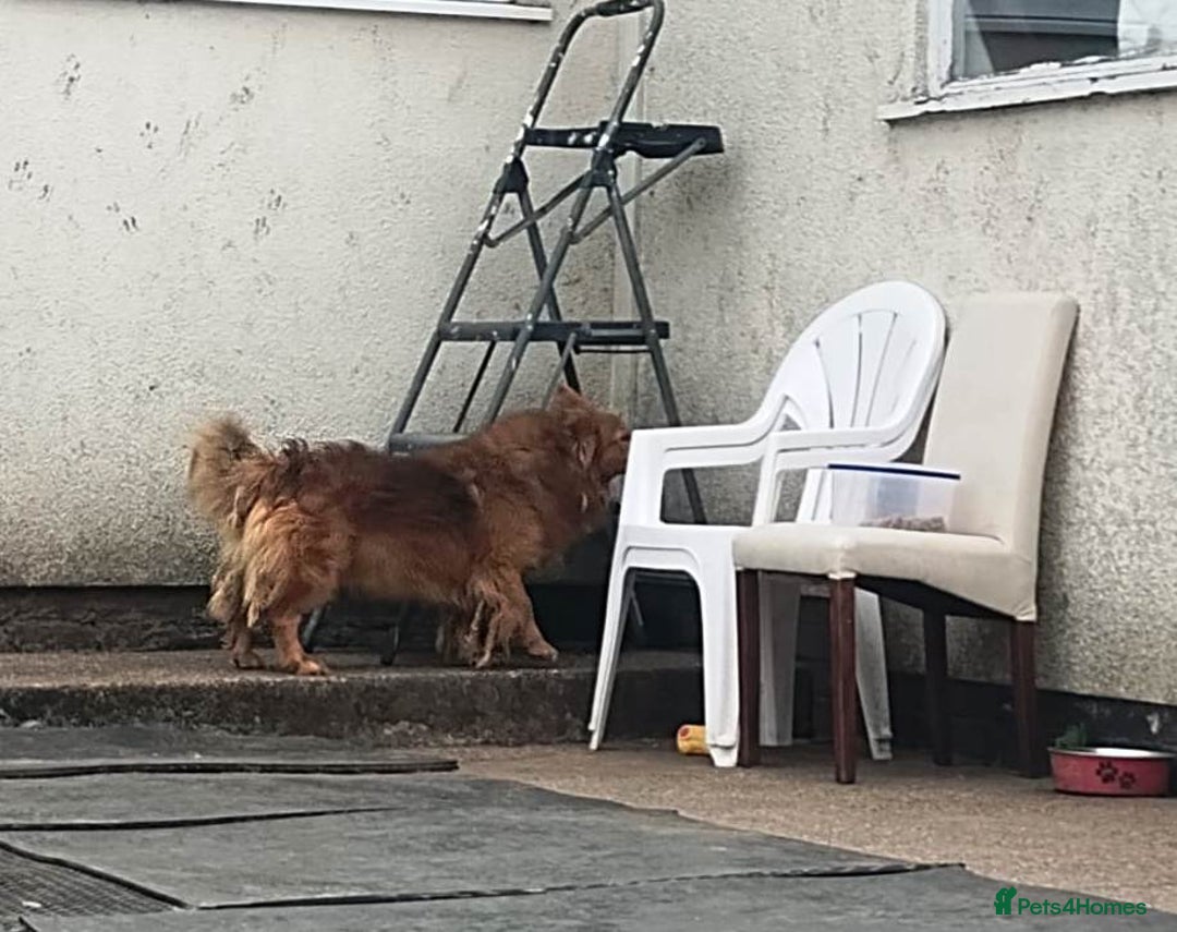 Mixed Breed dogs for adoption: MONTY – an example of Resilience and Devotion - Advert 19