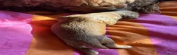Cockapoo dogs for sale: 3 beautiful fox red Cockapoos puppies  - Advert 9