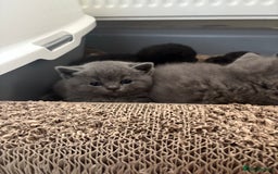 British Shorthair cats for sale: Fluffy BSHs! Grey and black! - Image 3