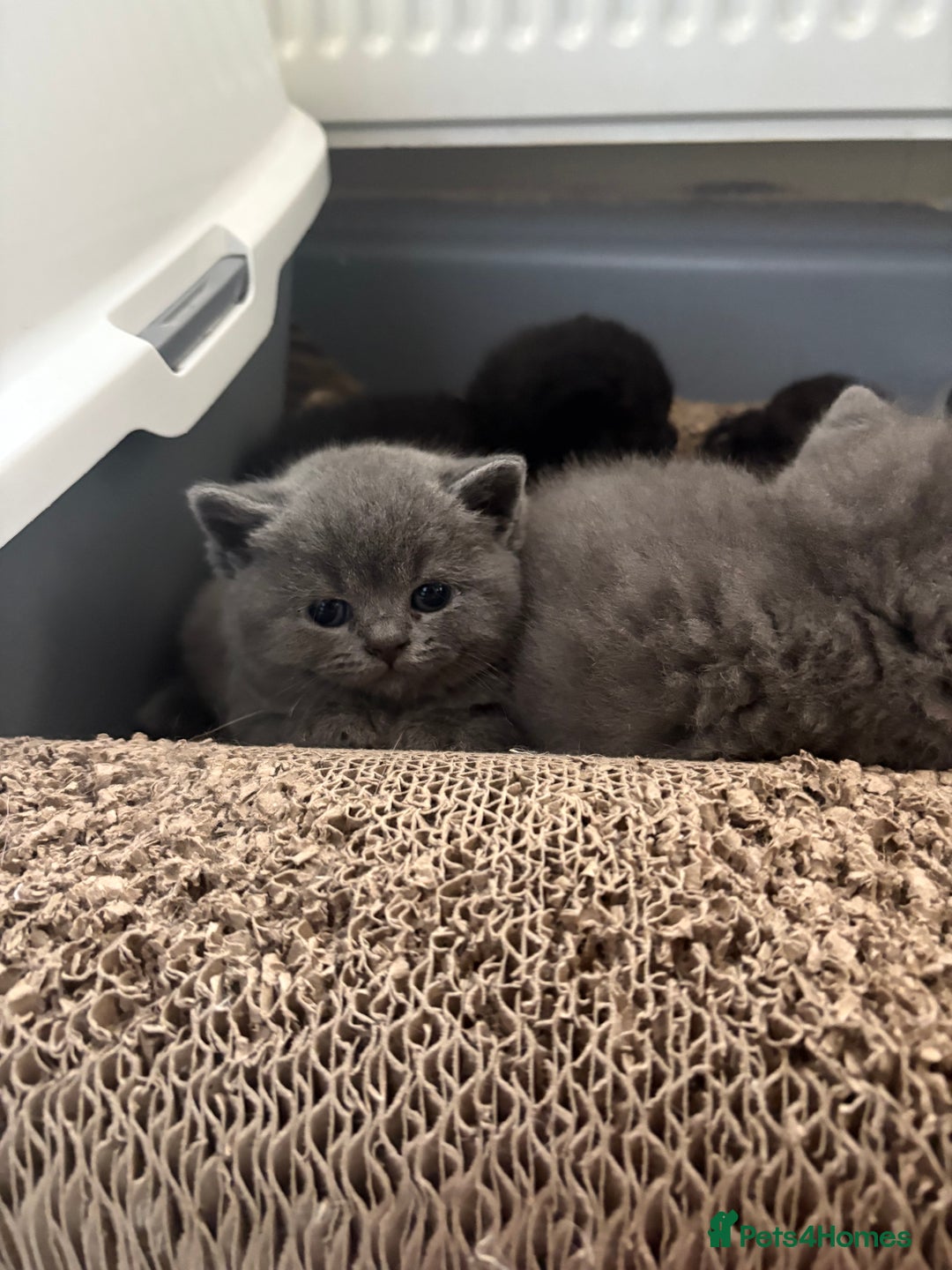 British Shorthair cats for sale: Fluffy BSHs! Grey and black! - Image 3