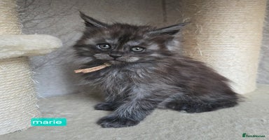 Maine Coon cats - Advert 8