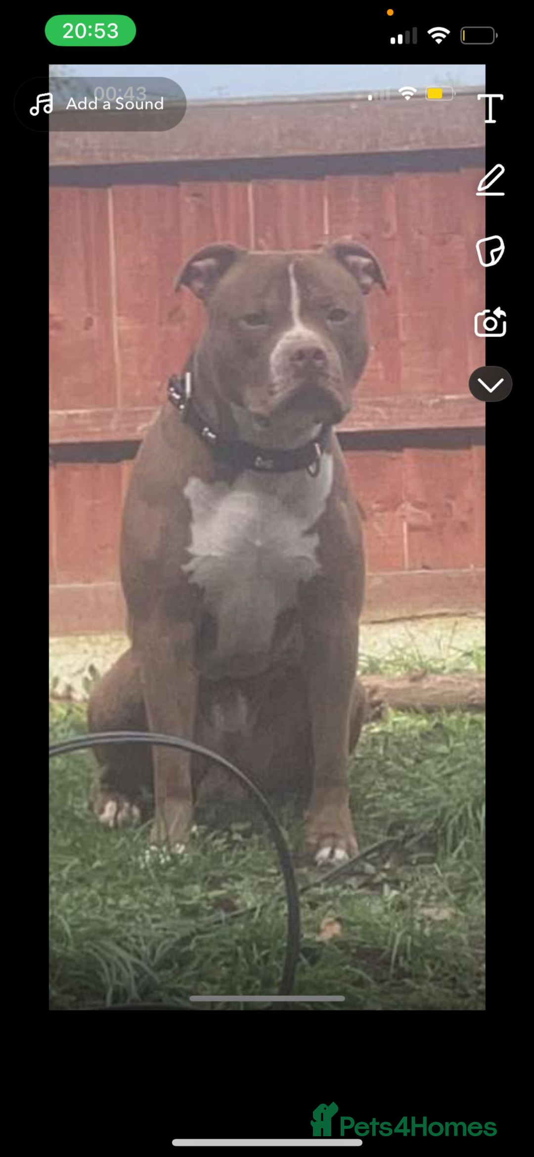 American Bull Staffy dogs for stud: Rocko American staffy stud - Advert 7