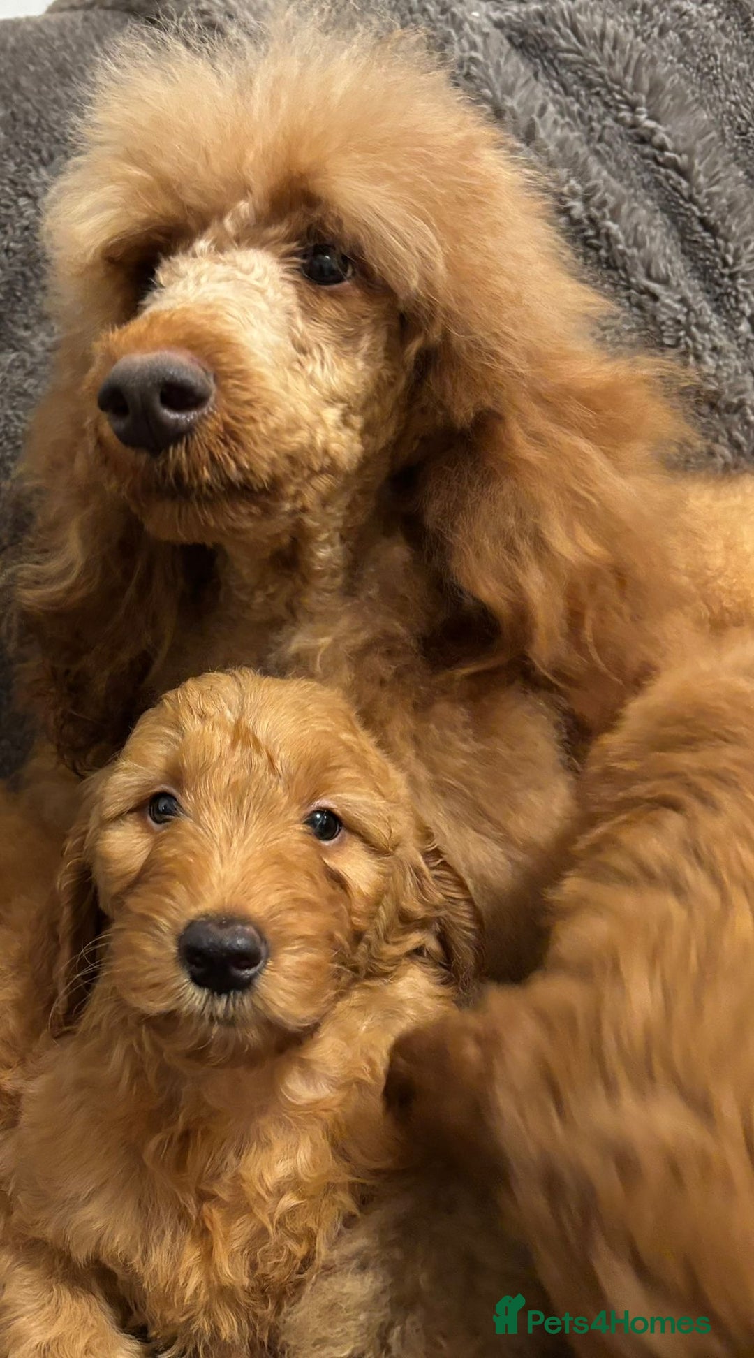 Goldendoodle dogs for sale: Golden doodle deep red cuddly chunky puppies  - Advert 4