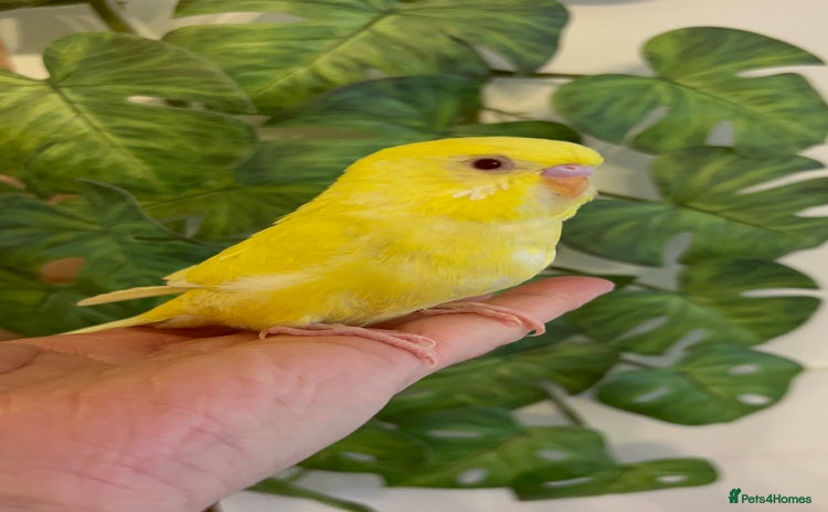 Budgerigars birds - Advert 10