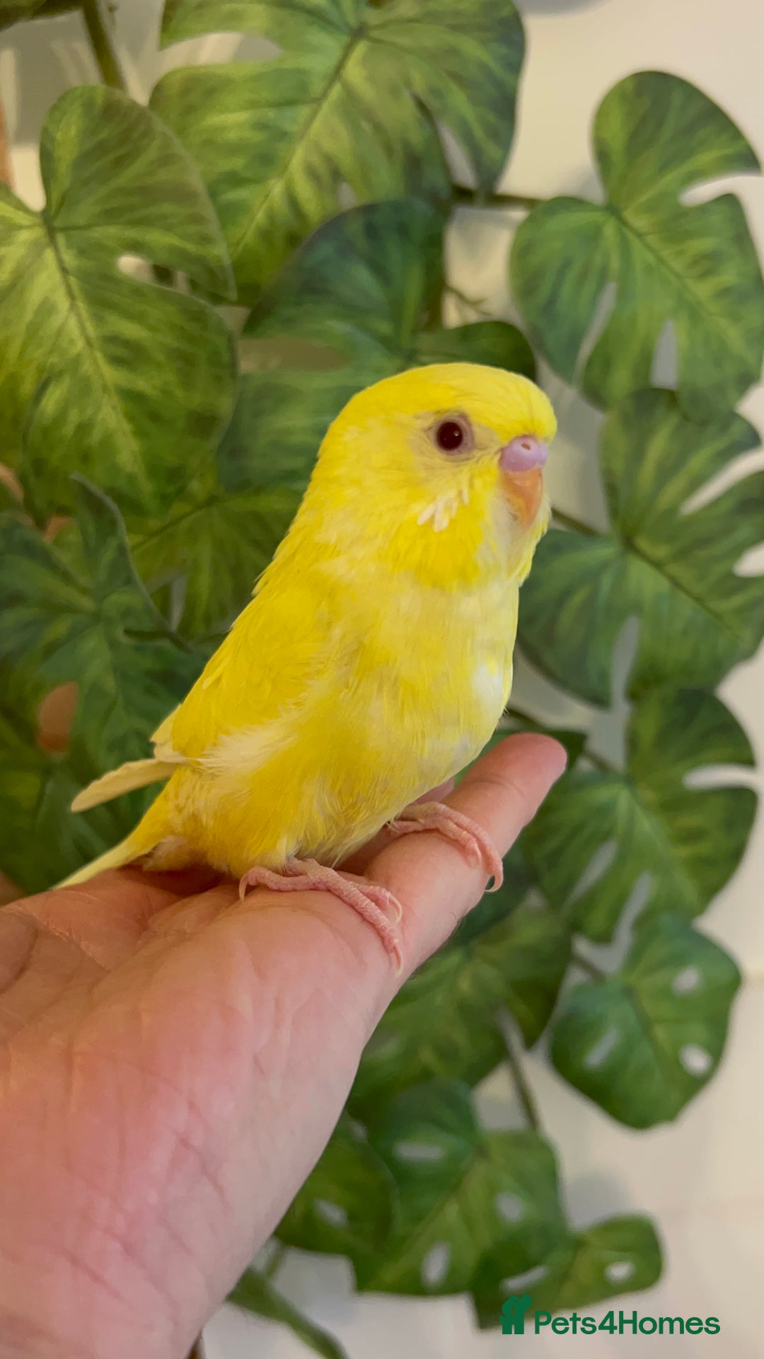 Budgerigars birds for sale: Hand reared budgies - Image 1