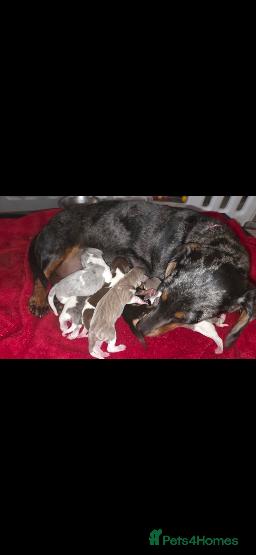 Miniature Dachshund dogs for sale: Miniature dachshund puppies KC Reg - Image 20