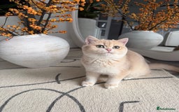 British Shorthair cats for sale: Lilac Golden British Shorthair kitten 🤍 - Advert 11