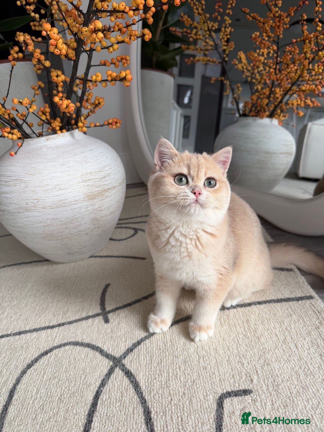 British Shorthair cats for sale: Lilac Golden British Shorthair kitten 🤍 - Advert 11