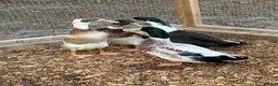 Ducks poultry for sale: Male Ducks - Advert 2