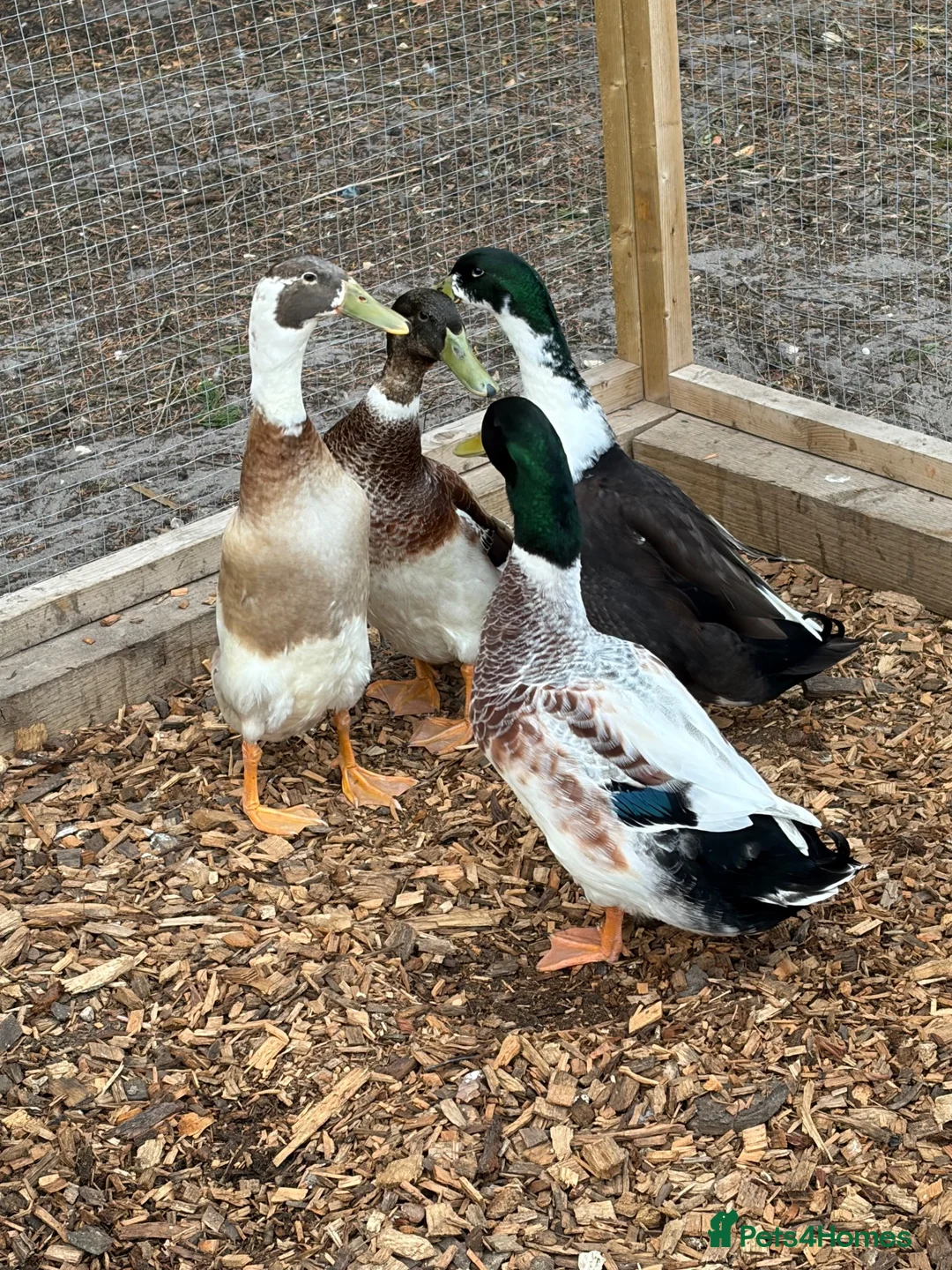 Ducks poultry for sale: Male Ducks - Advert 2