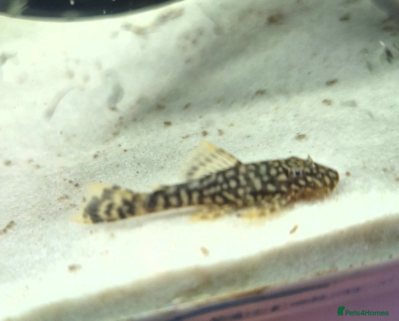 Plecos fish Bristlenose pleco juvenile  - Advert 1