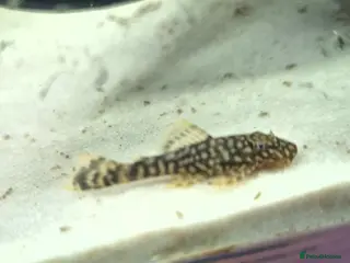 Plecos fish Bristlenose pleco juvenile - Advert 1