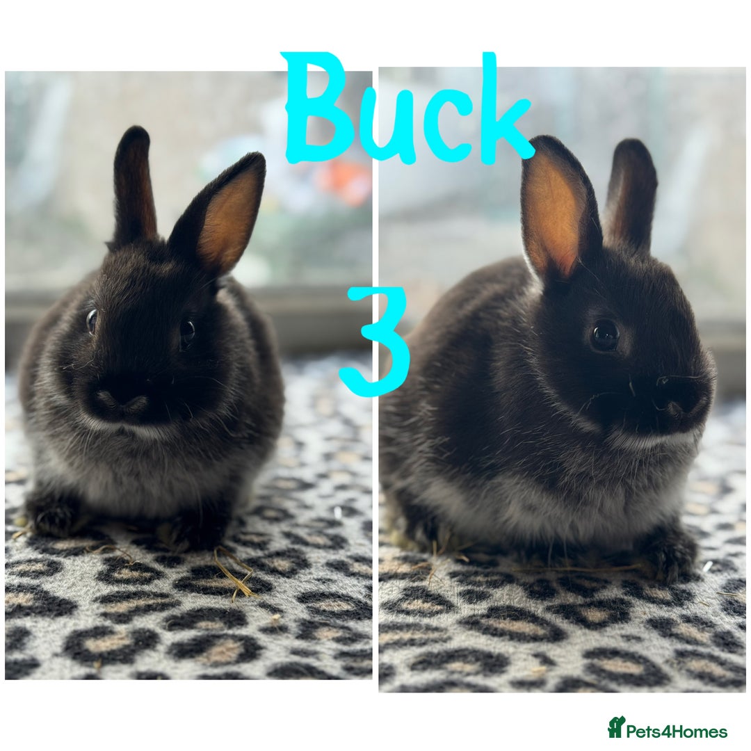 Netherland Dwarf rabbits for sale: Pure breed Netherlands male and female  - Image 4
