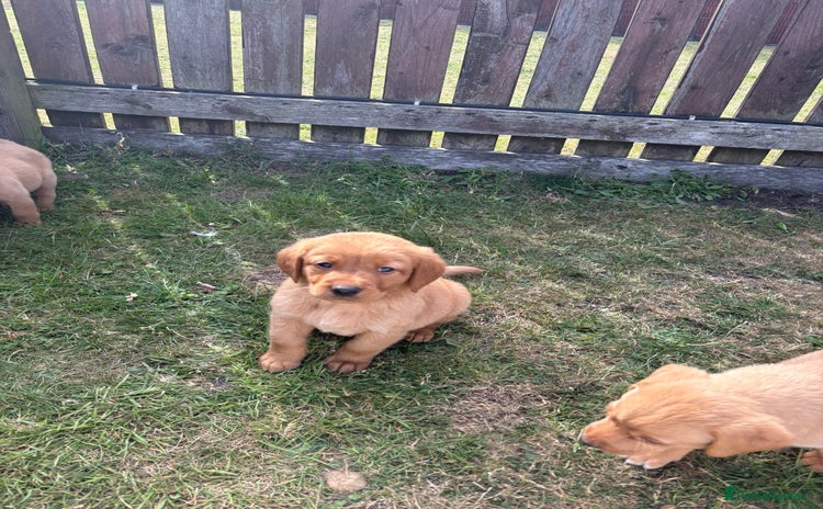Labrador Retriever dogs - Advert 1