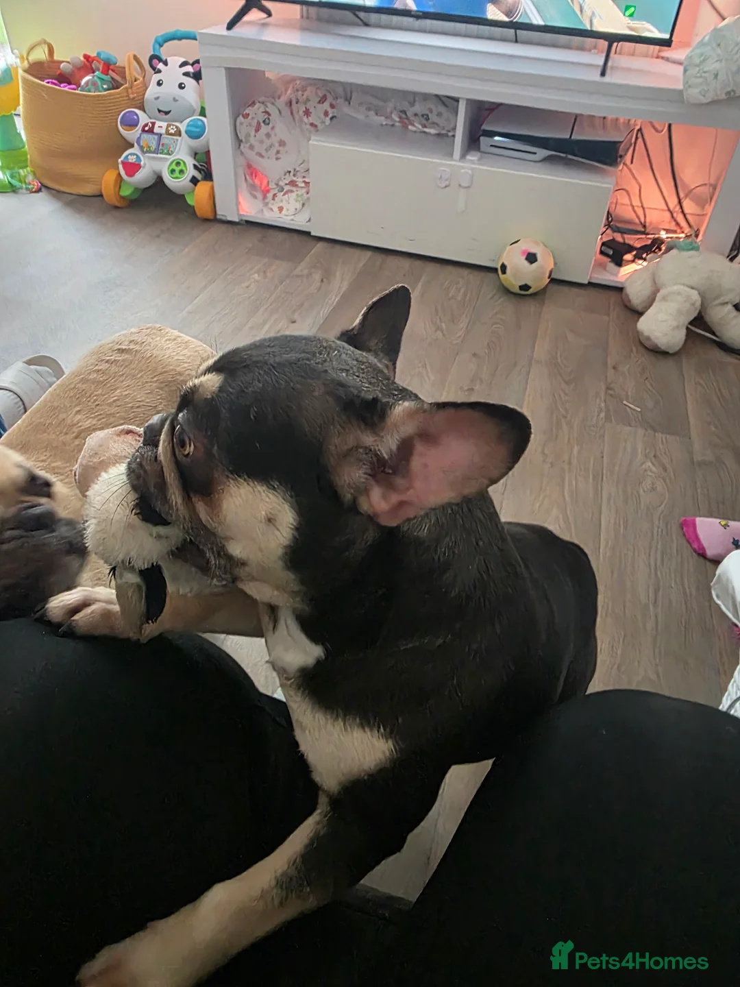 French Bulldog dogs for sale: French bulldogs  - Advert 6