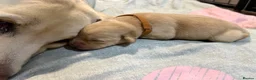 Labrador Retriever dogs for sale: Labrador puppies for sale  - Advert 24