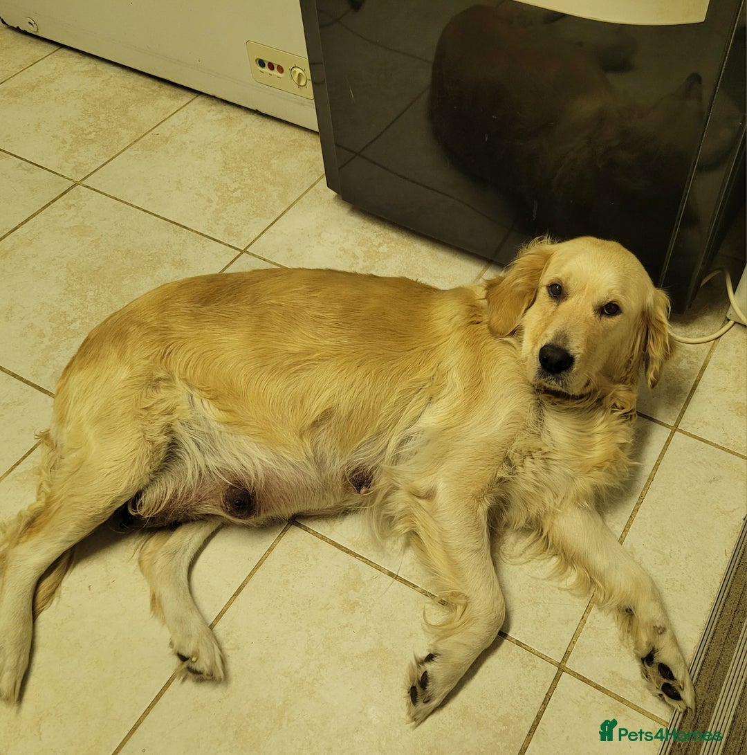 Golden Retriever dogs for sale: Golden retrievers  - Advert 2