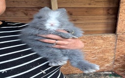 Lionhead rabbits for sale: Beautiful Double Maned Lionheads  in Burnley - Image 2