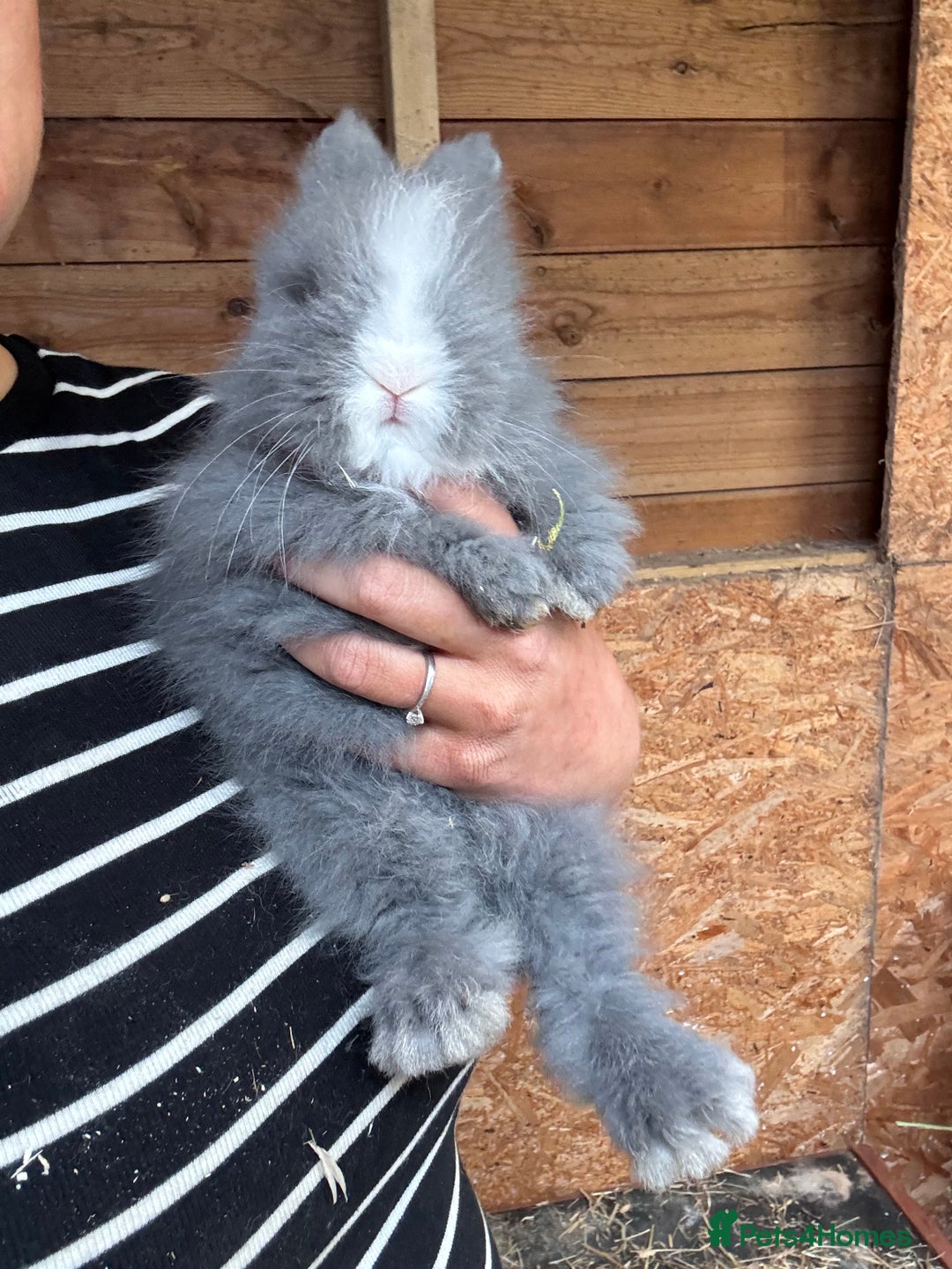 Lionhead rabbits for sale: Beautiful Double Maned Lionheads  in Burnley - Image 2
