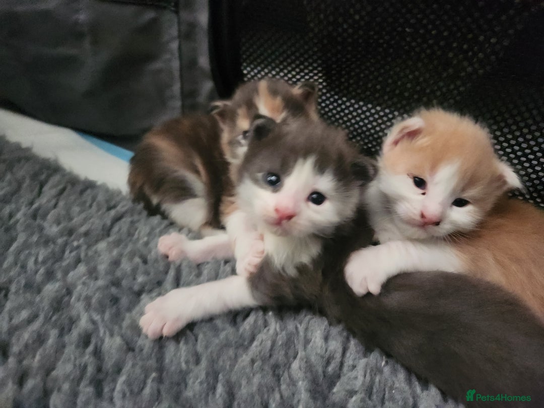 Maine Coon cats for sale: Maine Coon Kittens purebred – Reserve Now - Image 4