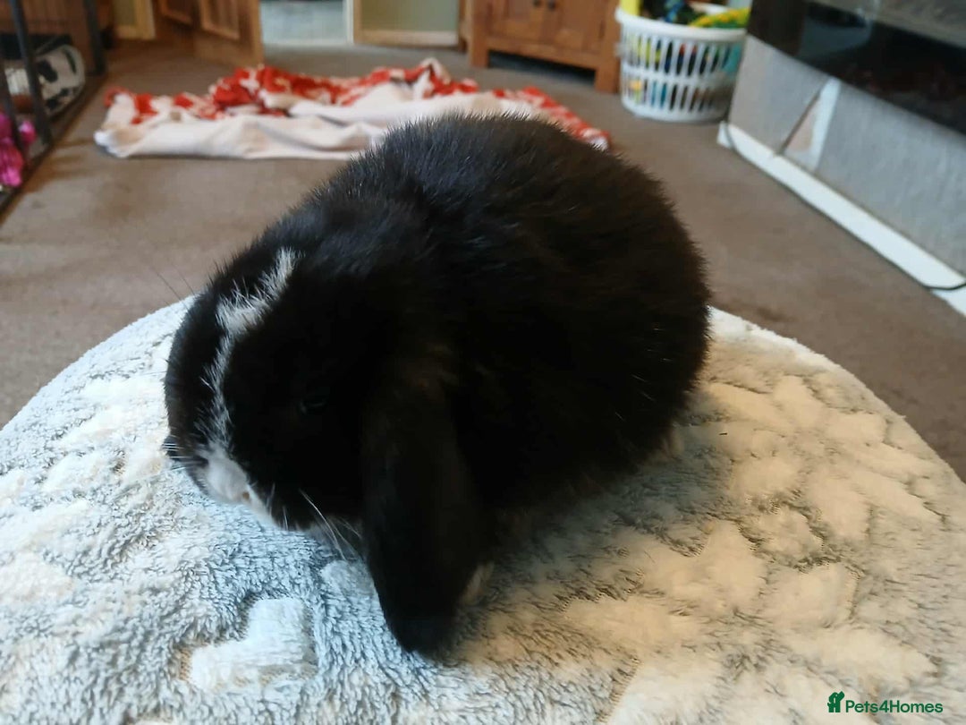 Mini Lop rabbits for sale: Pure bred Mini Lops for sale  - Advert 4