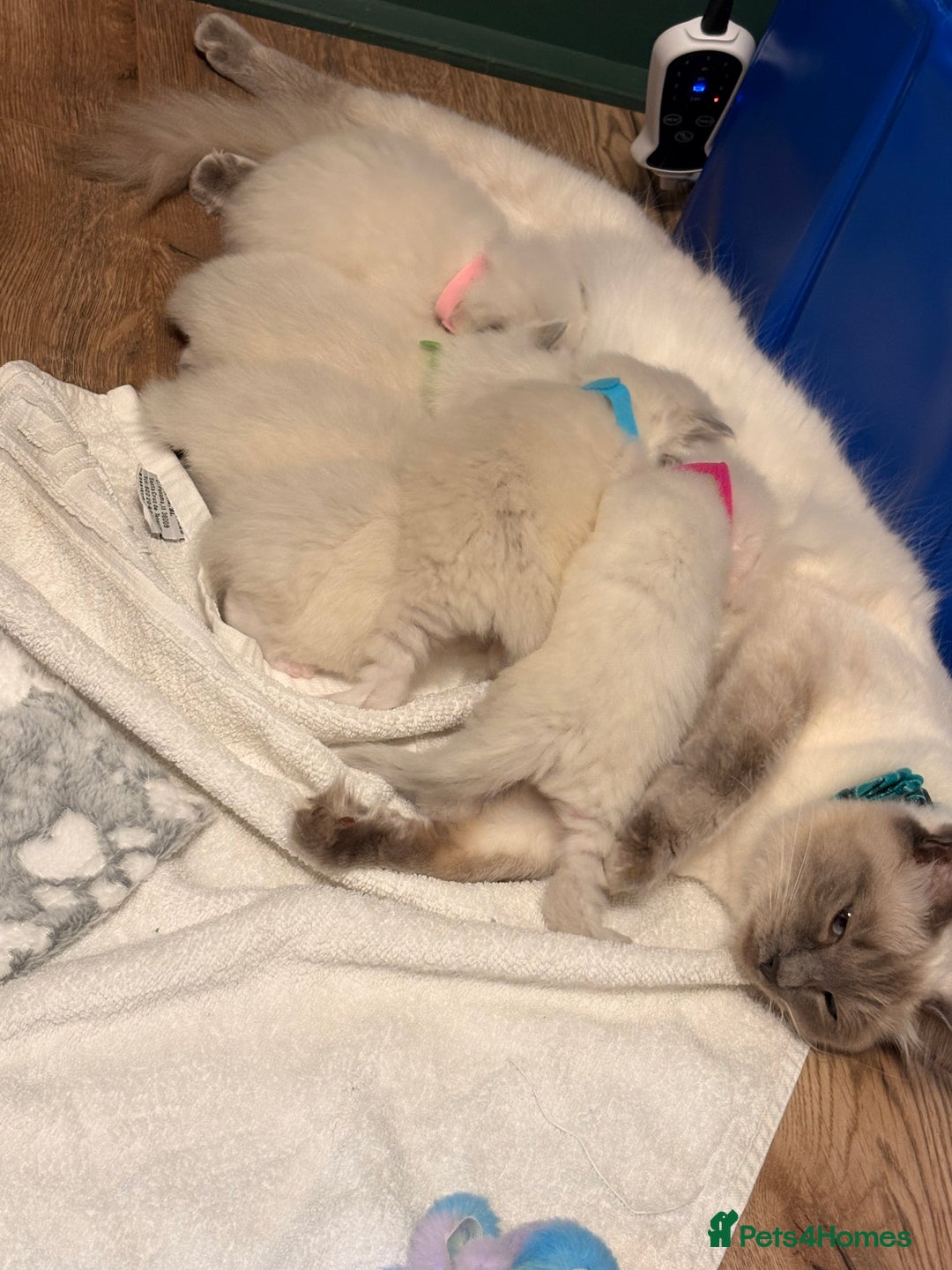 Ragdoll cats for sale: Beautiful Purebred Pedigree Blue Ragdoll Kittens - Advert 2