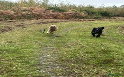 Mixed Breed dogs for adoption: Luanna - Norwich Norfolk  - Image 10