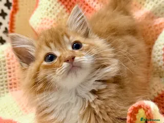 Mixed Breed cats for sale: 💖 MAINE COON X RAGDOLL *PARENTS HEALTH TESTED* 💖 - Advert 2