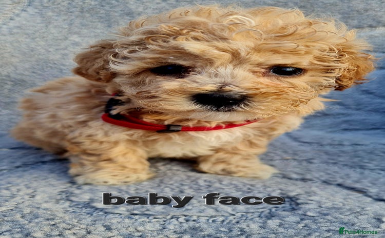 Maltipoo dogs - Advert 1