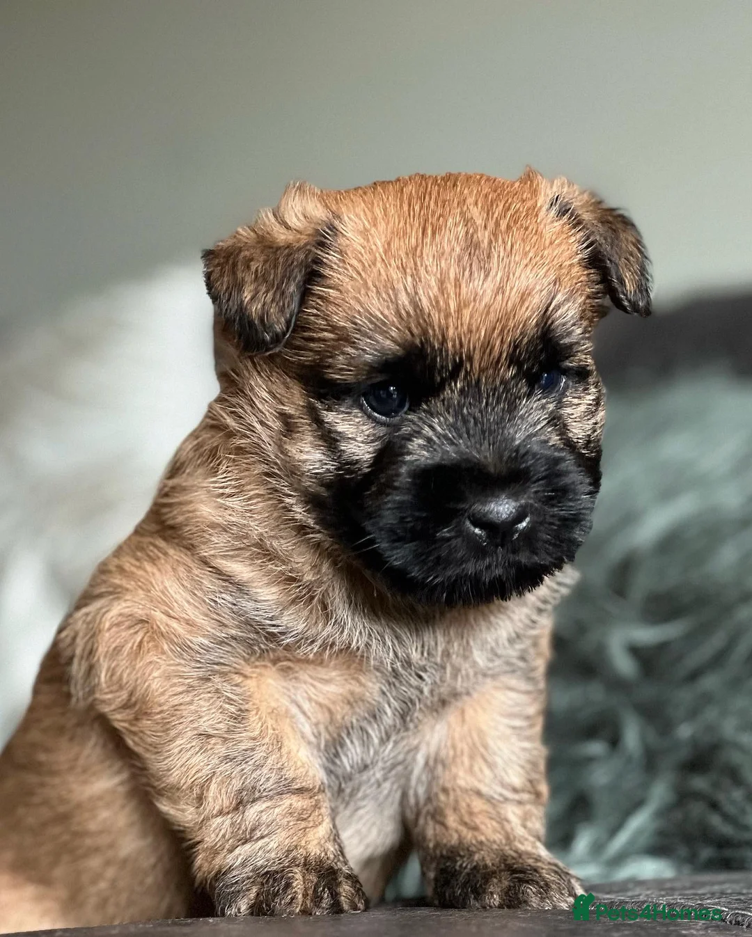 Cairn Terrier dogs for stud: Quality Health Tested & proven stud - Advert 9