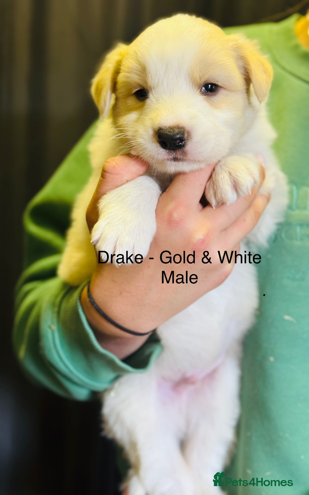 Border Collie dogs for sale: Pure Bred Border Collie Puppies For Sale - Image 5