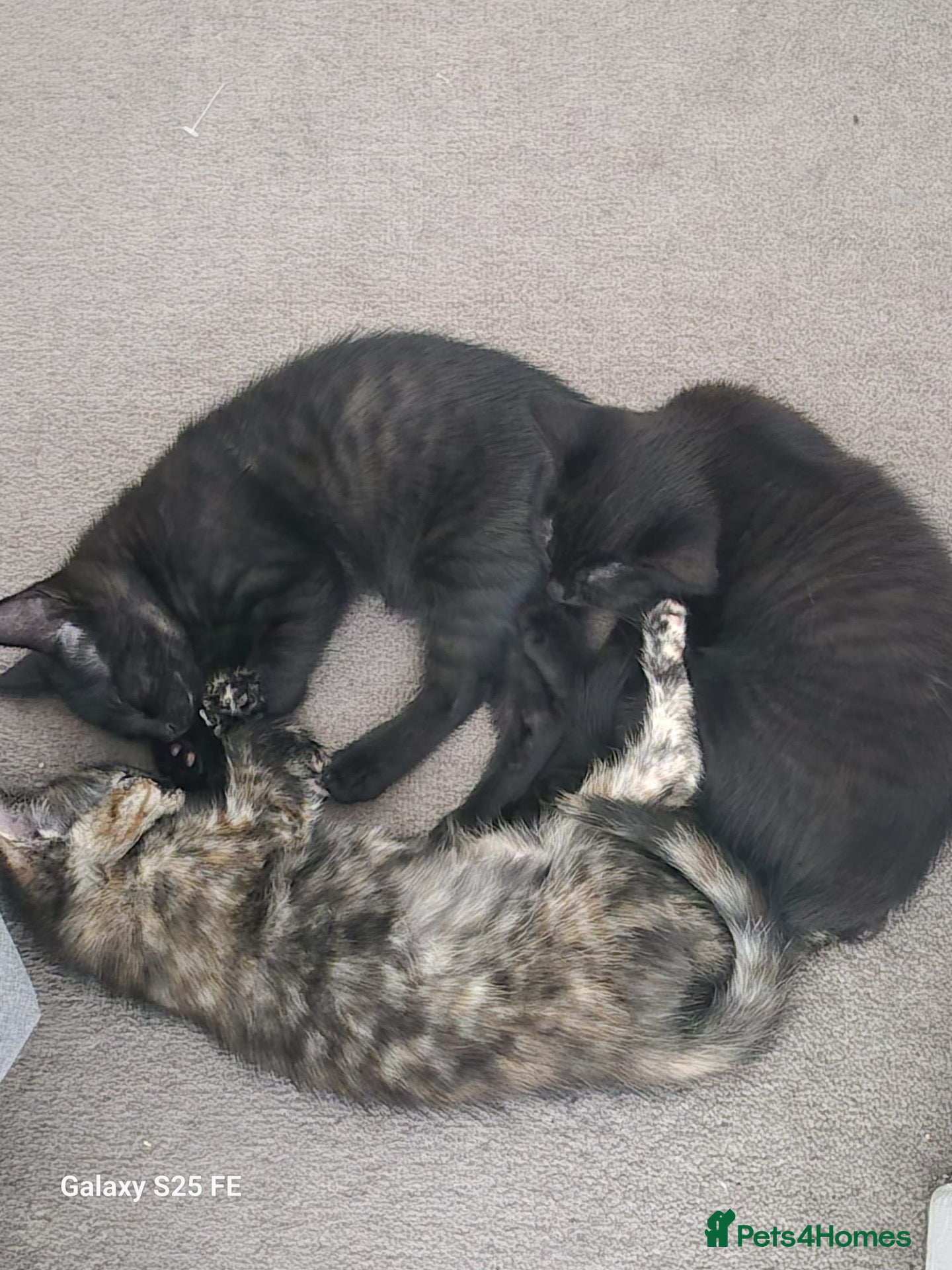 British Shorthair cats Three female kittens - Advert 3