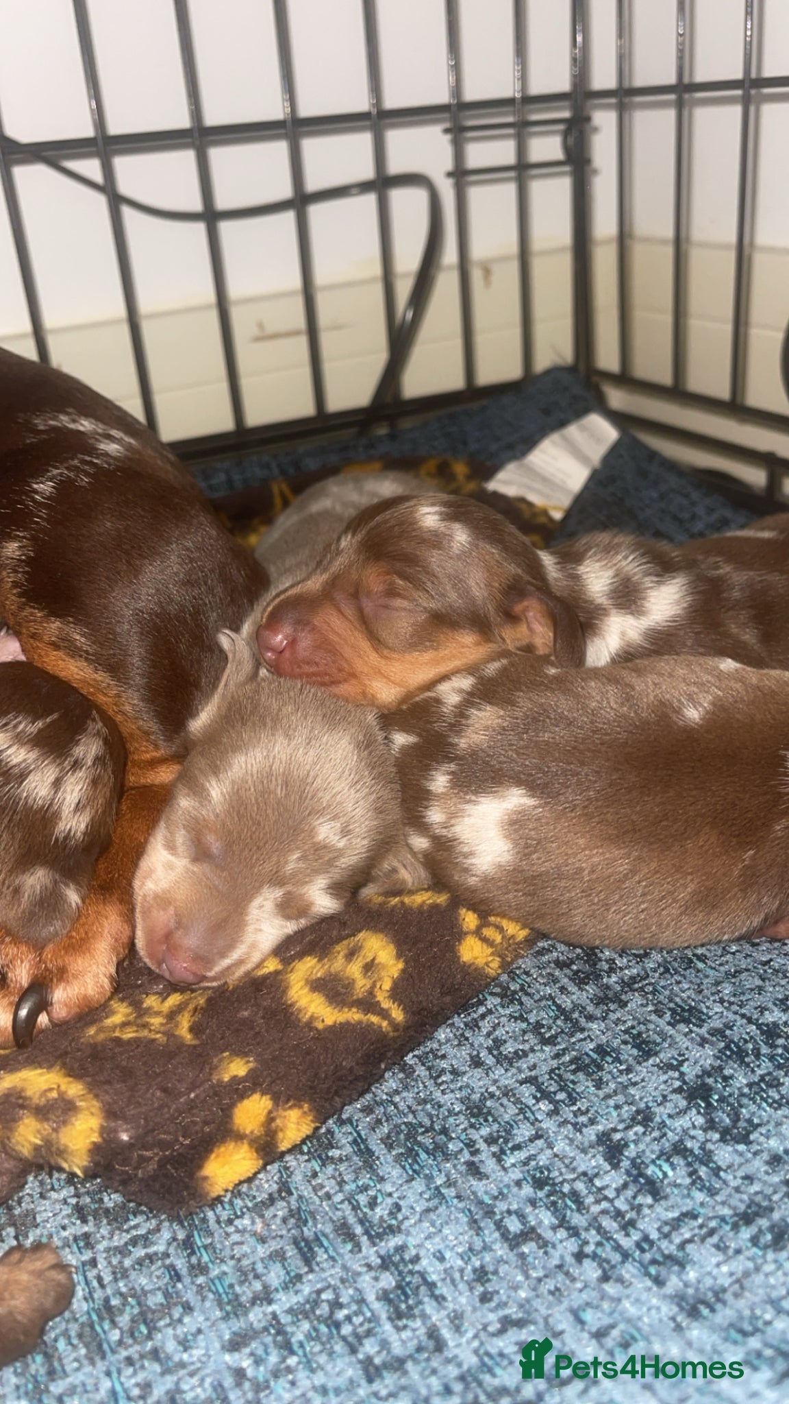 Miniature Dachshund dogs Miniature Dachshund Pups - Advert 1