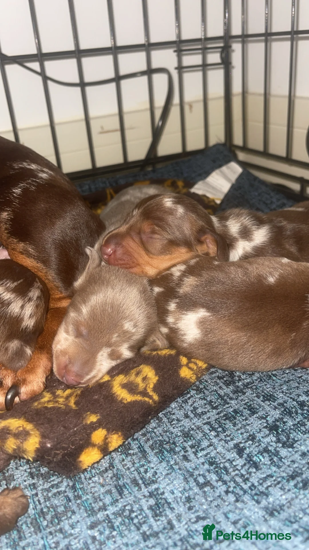 Miniature Dachshund dogs for sale: Miniature Dachshund Pups - Advert 1