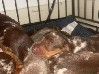 Miniature Dachshund dogs Miniature Dachshund Pups - Advert 1