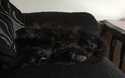 Maine Coon cats for sale: Together or separate  - Image 2