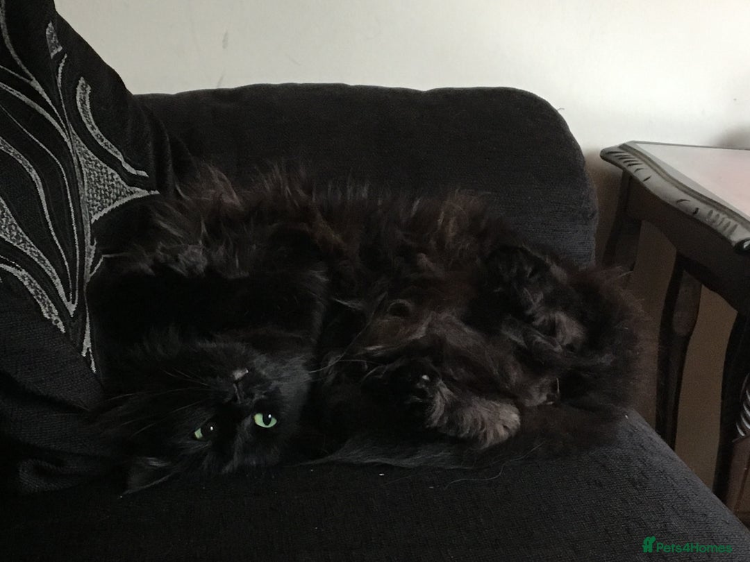 Maine Coon cats for sale: Together or separate  - Image 2
