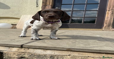 German Shorthaired Pointer dogs - Advert 2
