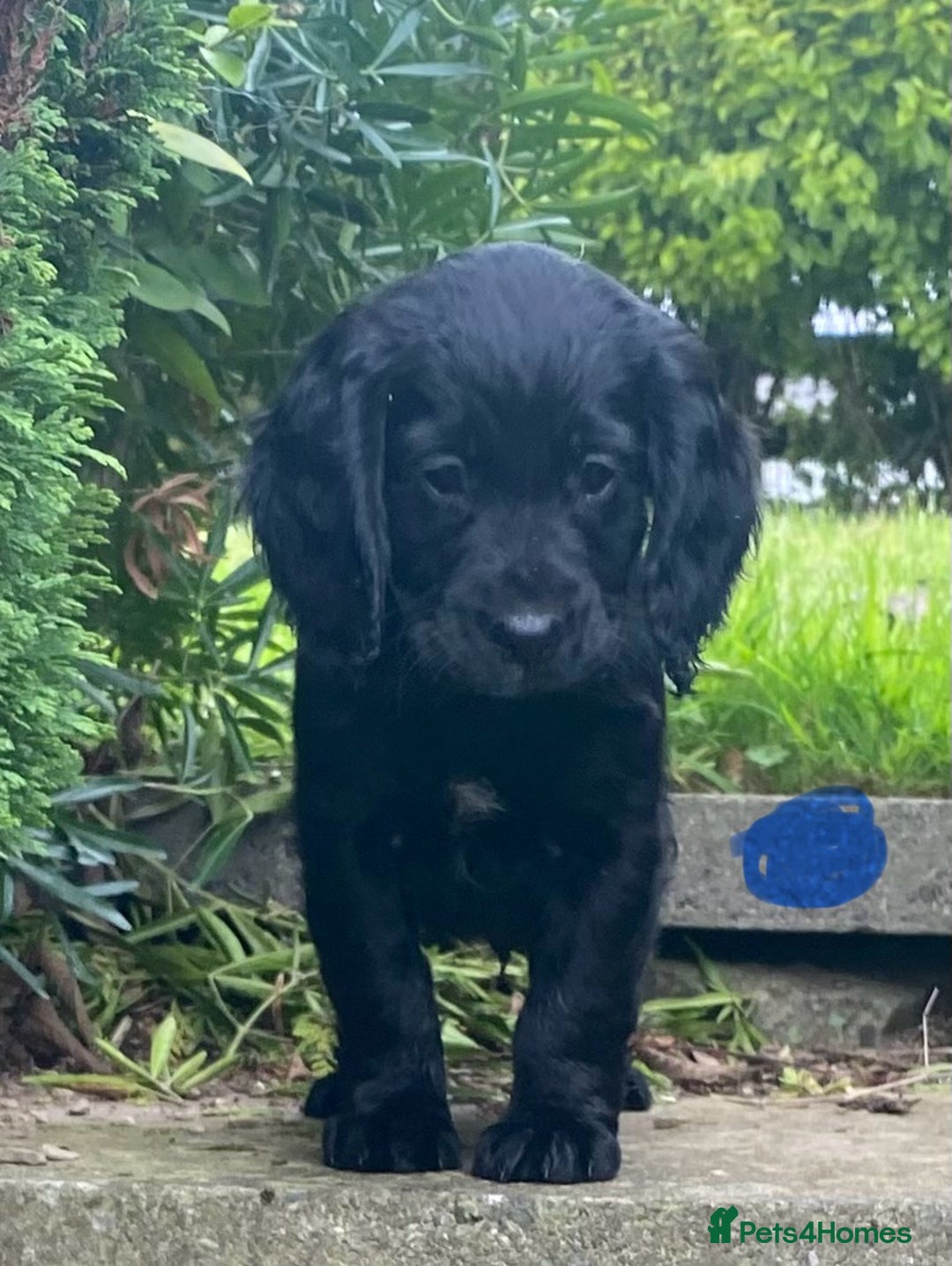 Cocker Spaniel dogs for sale: Cocker Spaniel Puppies - Image 5
