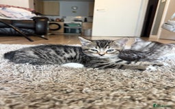 British Shorthair cats for sale: British short hair mix - Image 3