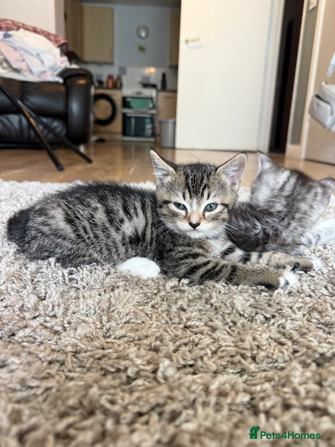 British Shorthair cats for sale: British short hair mix - Image 3