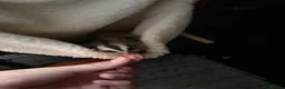 Sugar Glider rodents for sale: Female Sugar gliders with cage - Advert 2