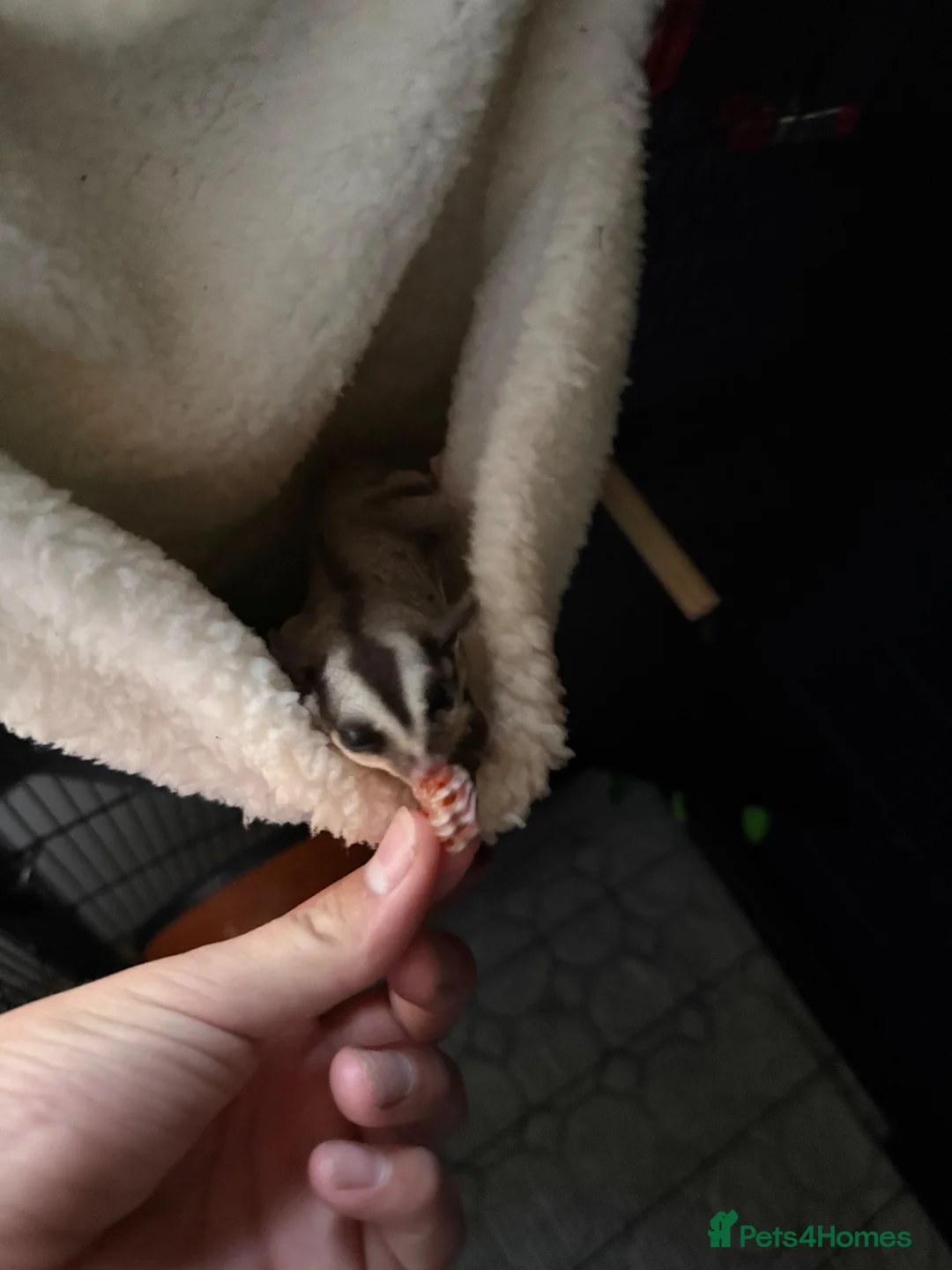Sugar Glider rodents for sale: Female Sugar gliders with cage - Advert 2